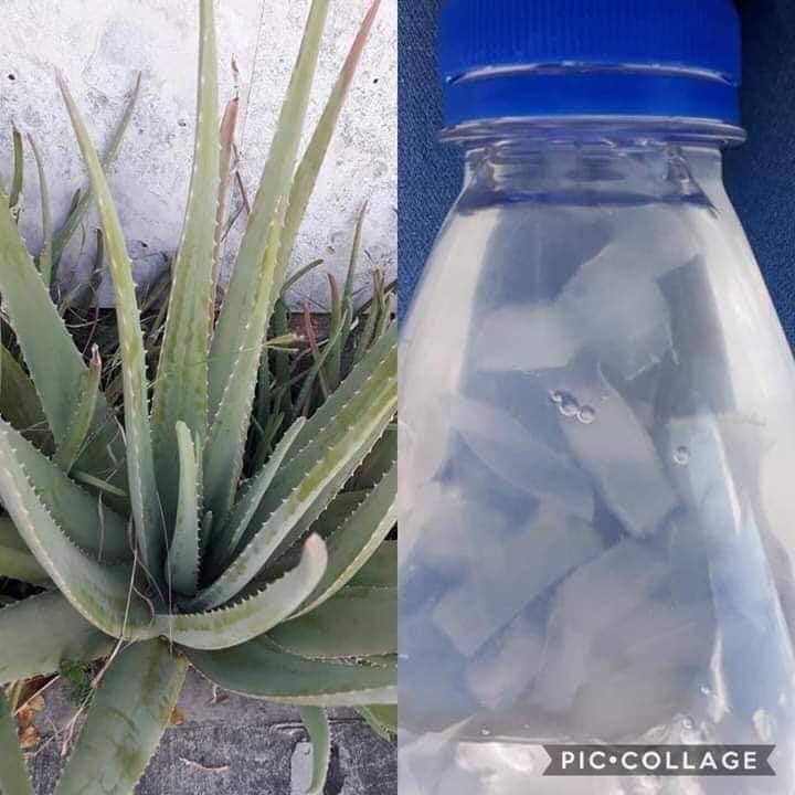 Sábila