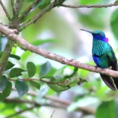 Colibrí verde esmeralda