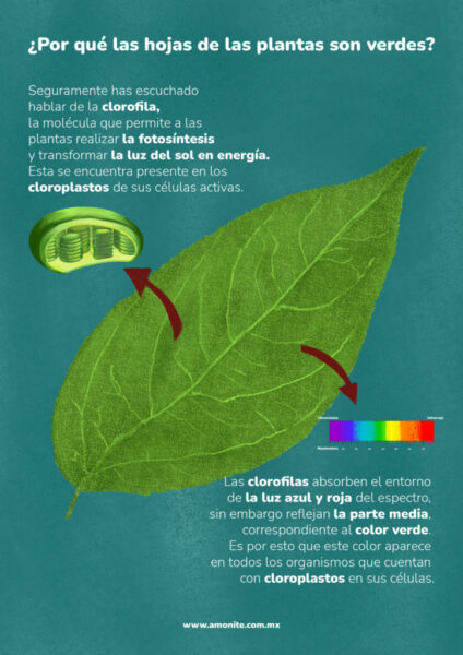 ¿Por qué las hojas de las plantas son verdes?